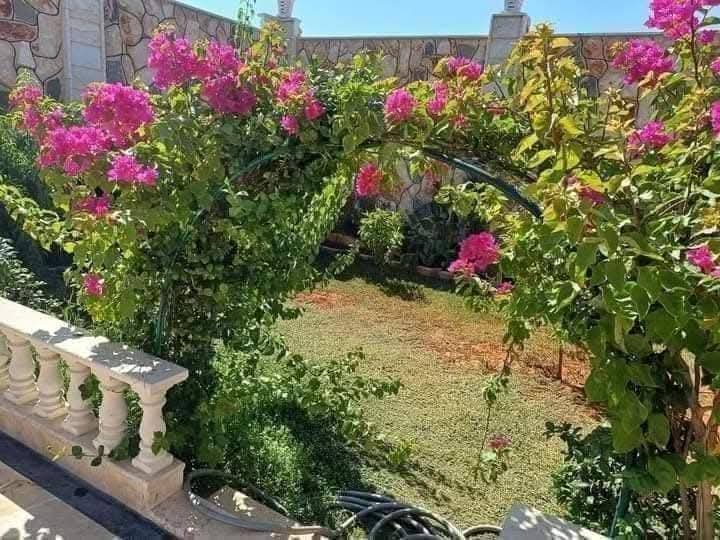 الصورة
