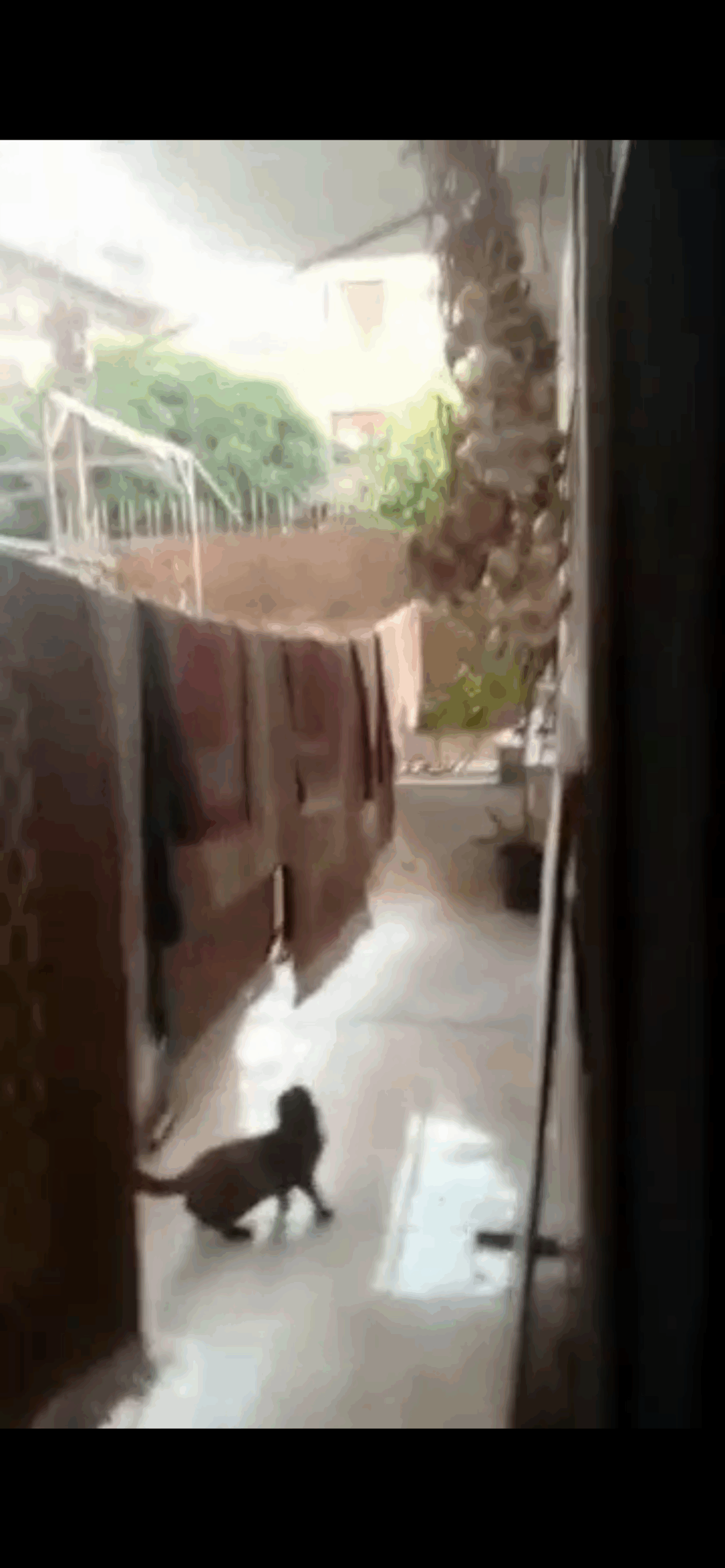 الصورة