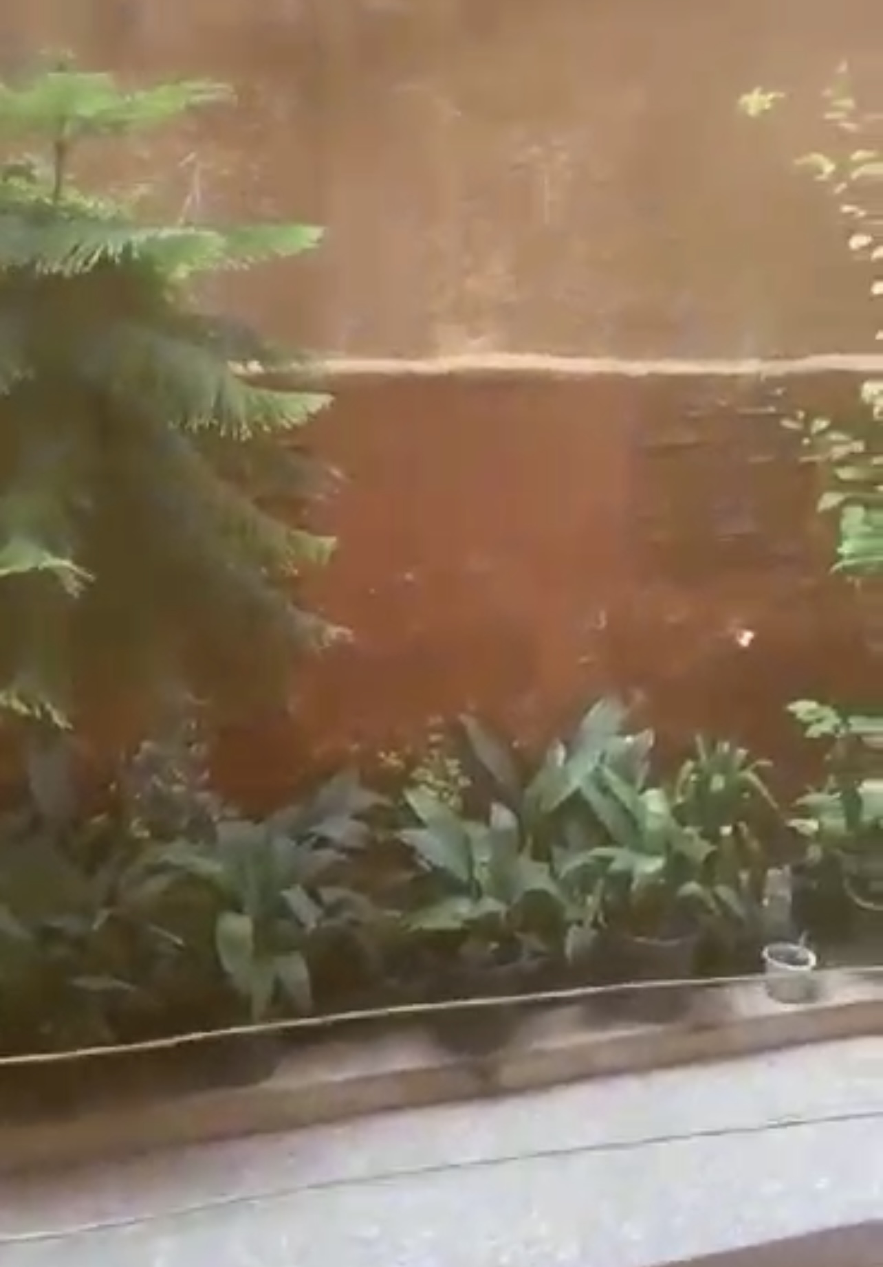 الصورة