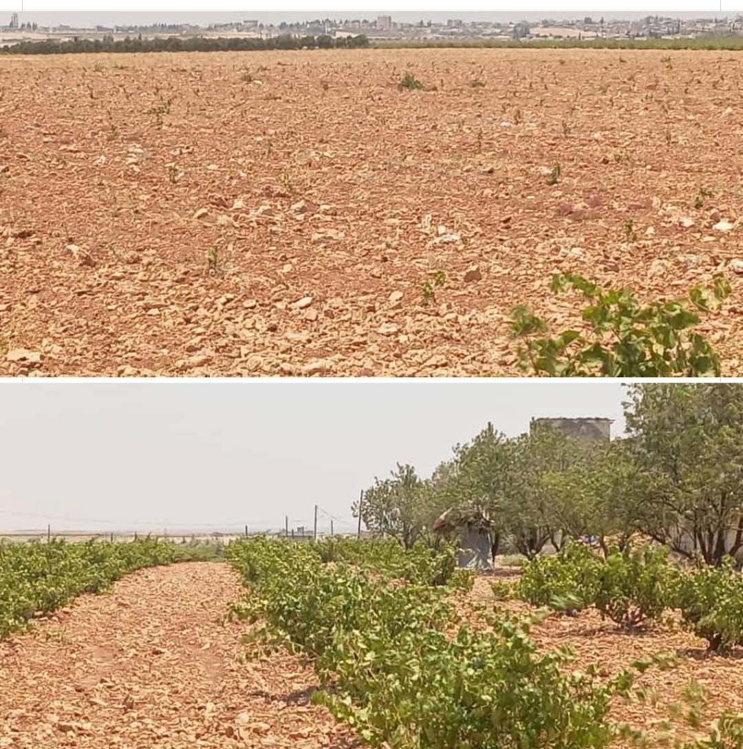 الصورة