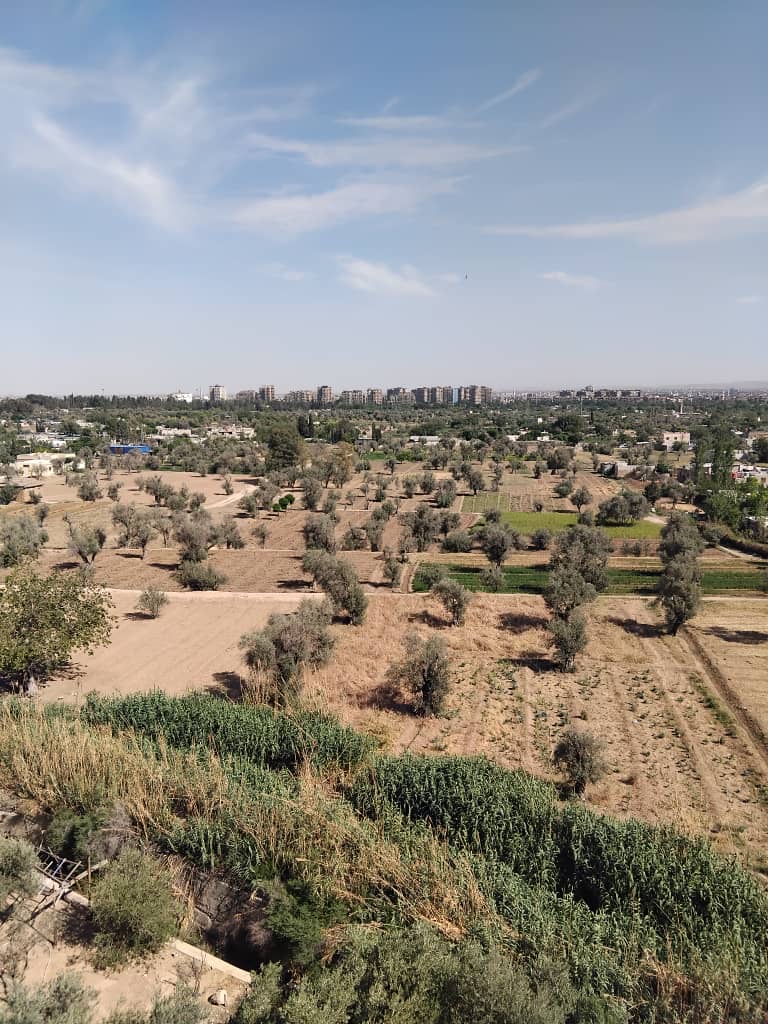 الصورة