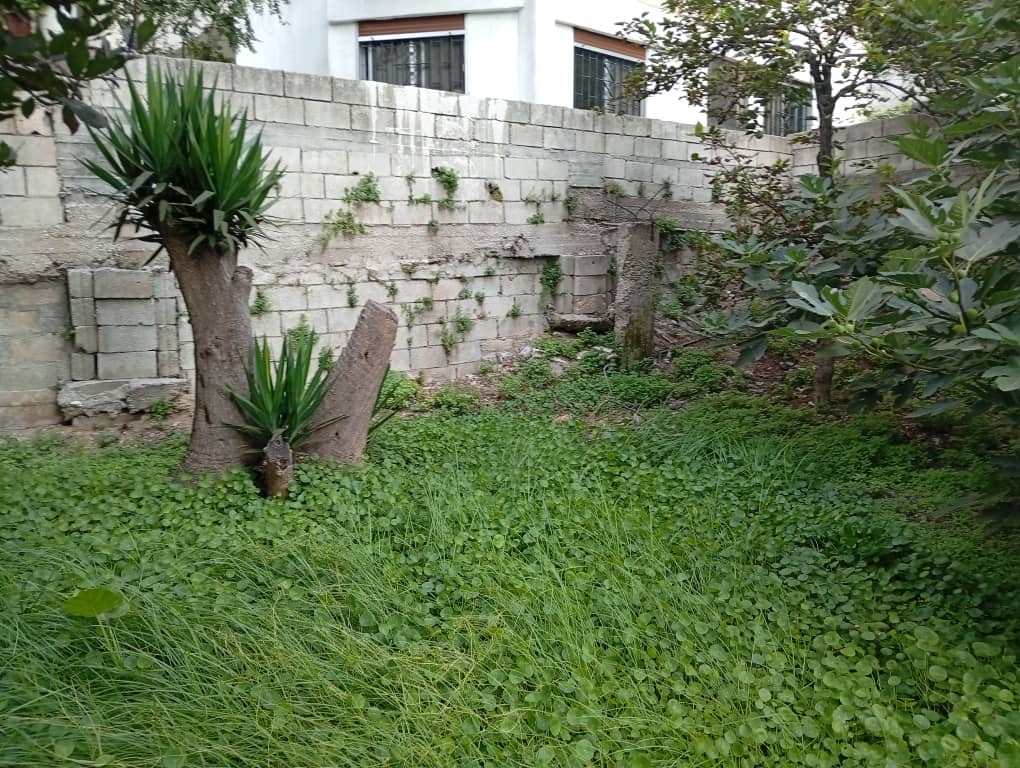 الصورة