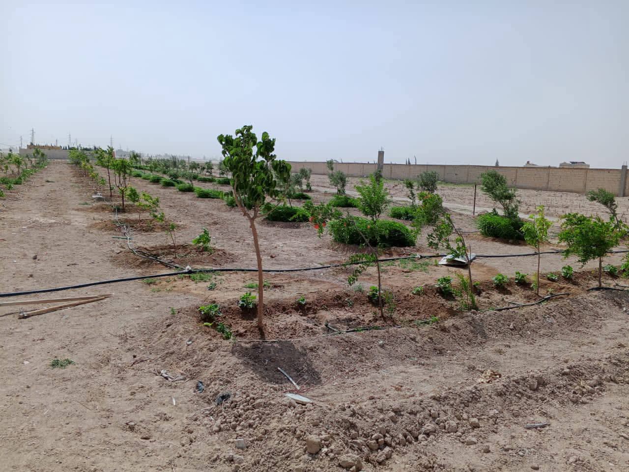 الصورة