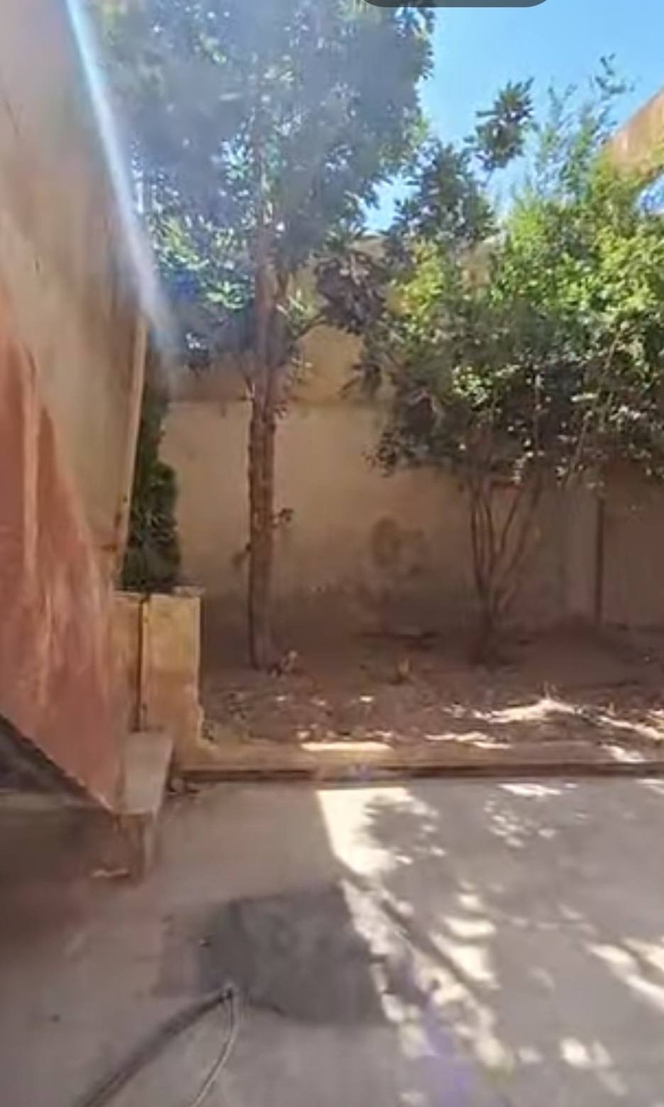 الصورة