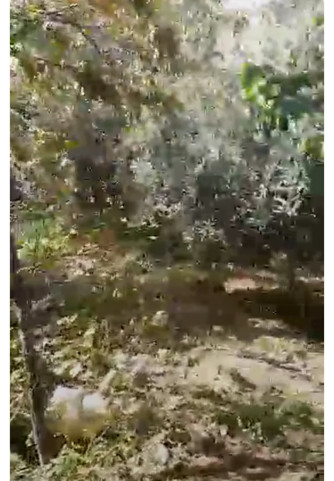 الصورة