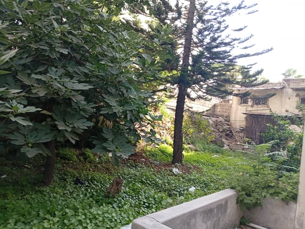 الصورة