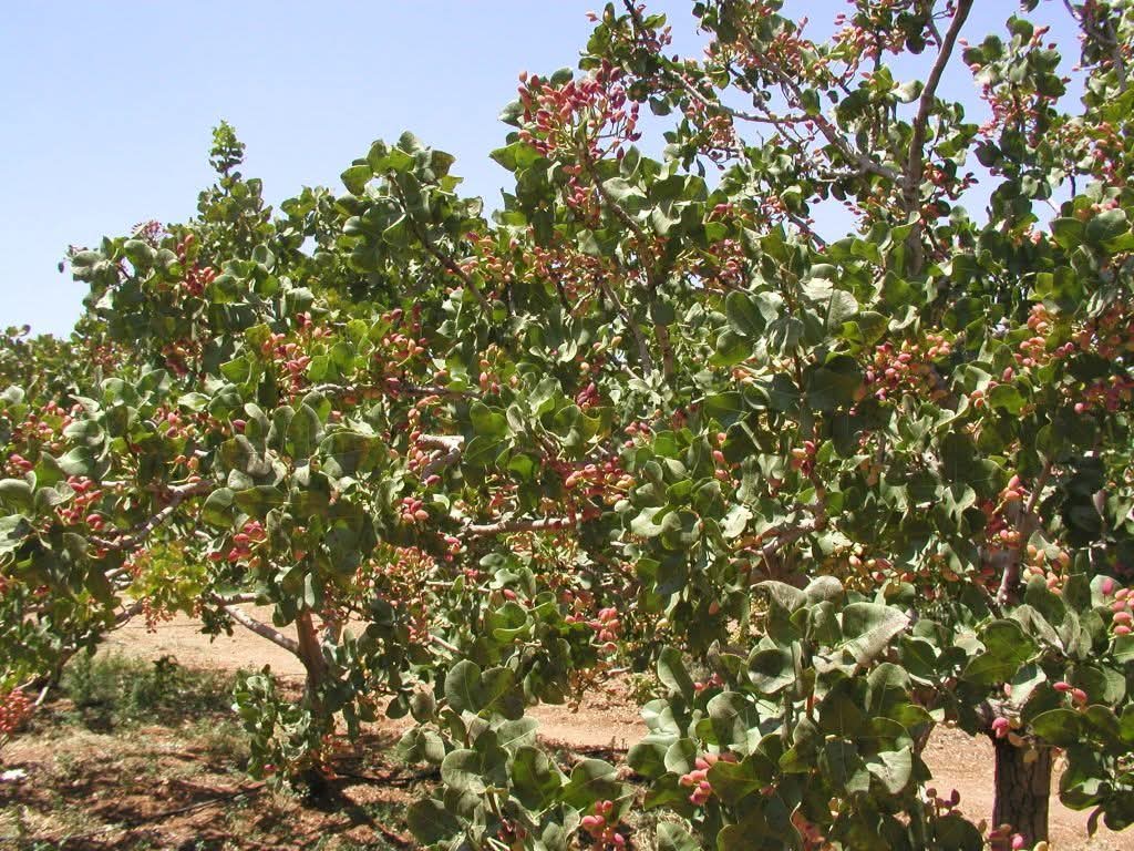 الصورة