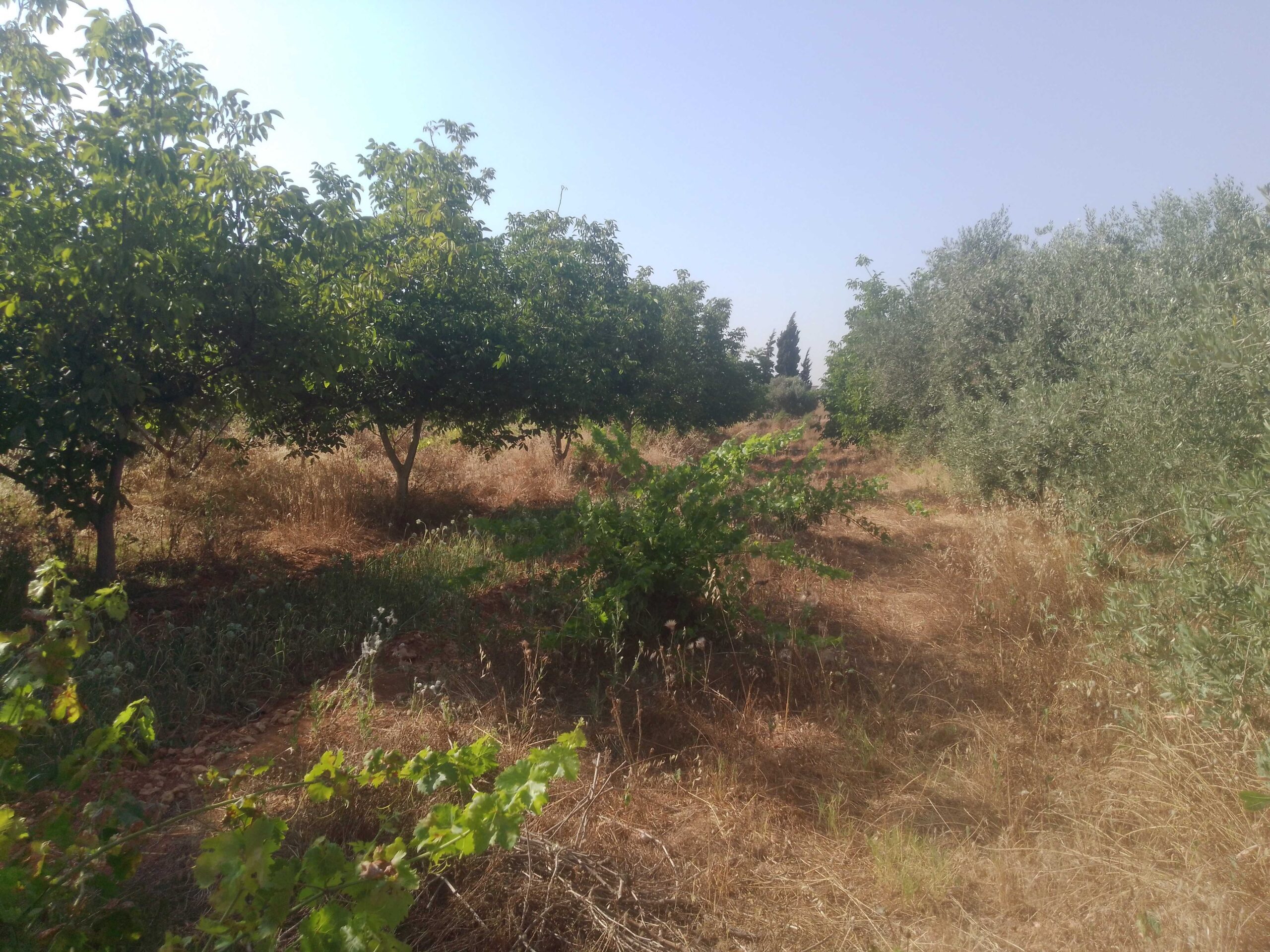 الصورة