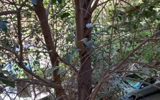 للإيجار شقة في عين كرش فاضية